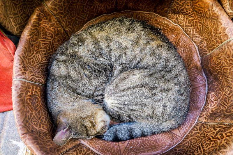 5 причин почему кошка спит у головы человека