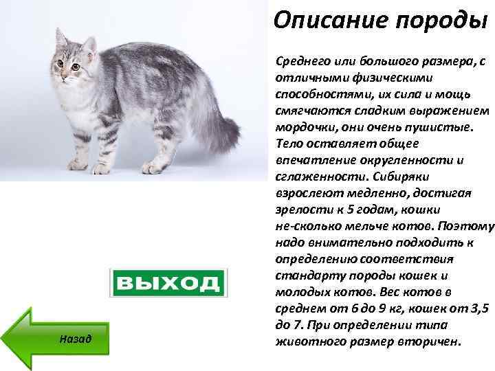 Описание европейской короткошерстной кошки с фото: внешний вид, характер, особенности ухода