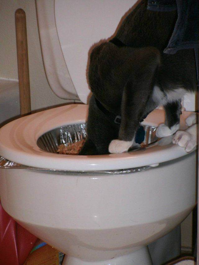 Кот или кошка не может сходить в туалет: что делать?