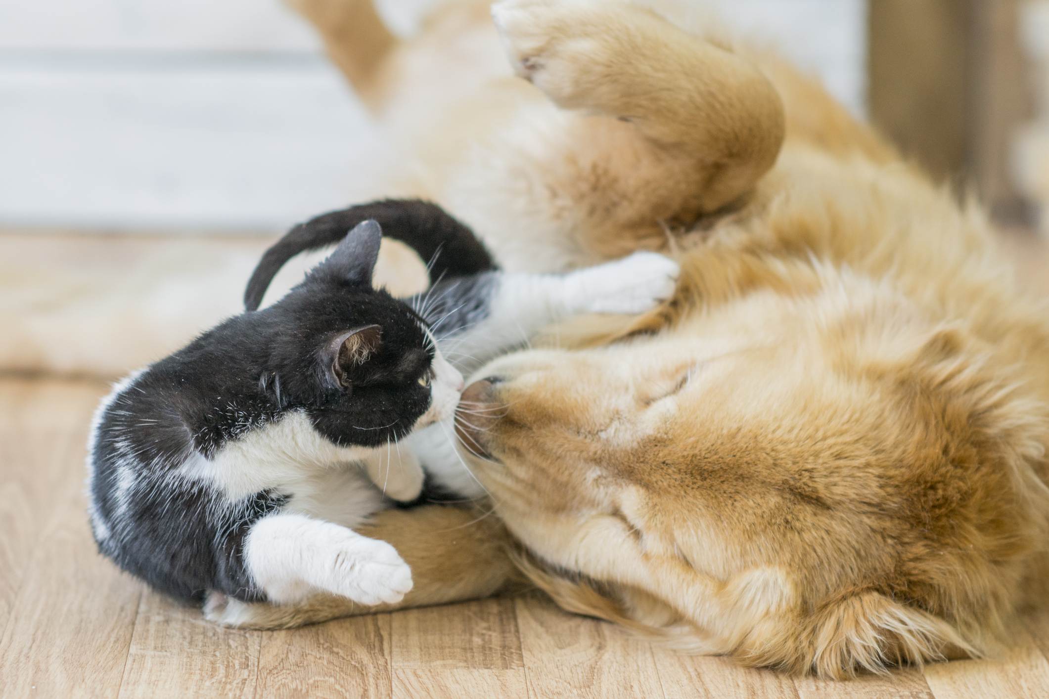 Как подружить кошку с собакой: 110 фото и видео реальных способов и практические советы от профи