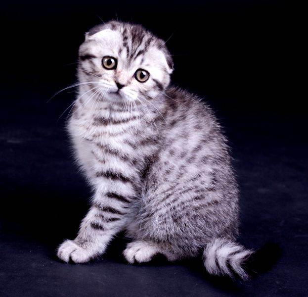 Окрас вискас шотландского вислоухого кота, как у котенка из рекламы