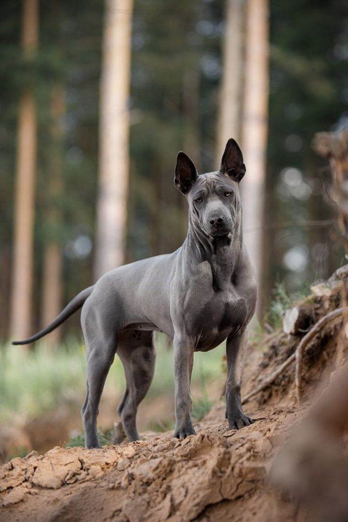 Редкие породы собак. описание, названия, виды и фото редких пород собак | живность.ру
