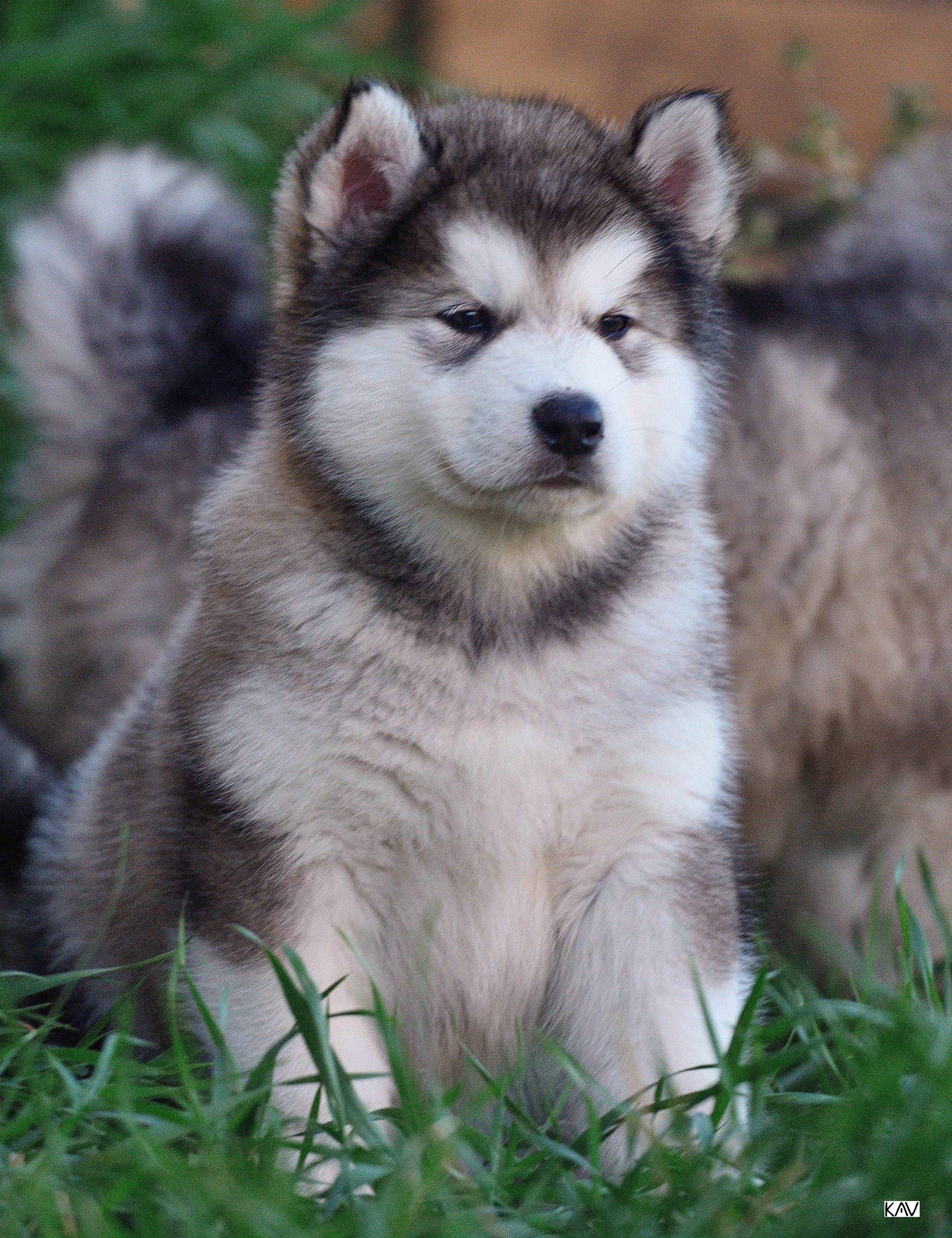 Порода собак карликовая хаски (аляскинский кли-кай, мини-хаски, миниатюрный хаски): фото, видео, описание породы и характер