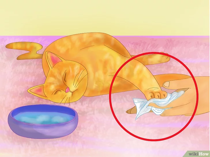 Как помочь коту пережить жару: советы владельцам