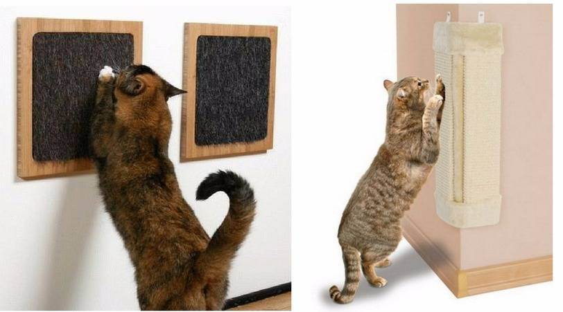 Как приучить котенка к когтеточке – пошаговая инструкция эффективного обучения + советы по оптимальному выбору когтеточки