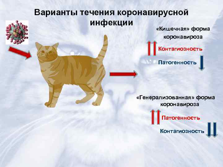 Форвет - инфекционный перитонит у кошек (фип)