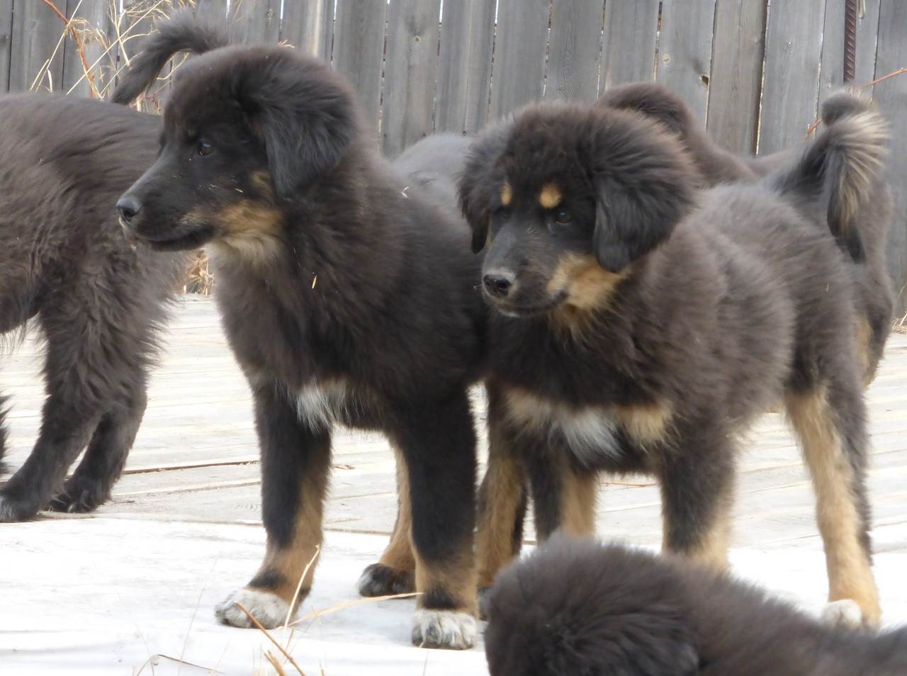 Бурят-монгольский волкодав (хотошо, банхар) — описание породы собак