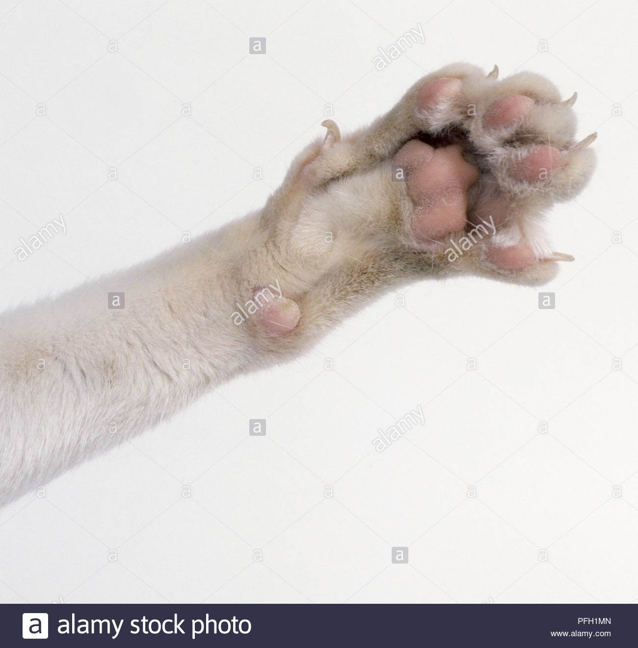 Сколько пальцев у кошки на задних и передних лапах