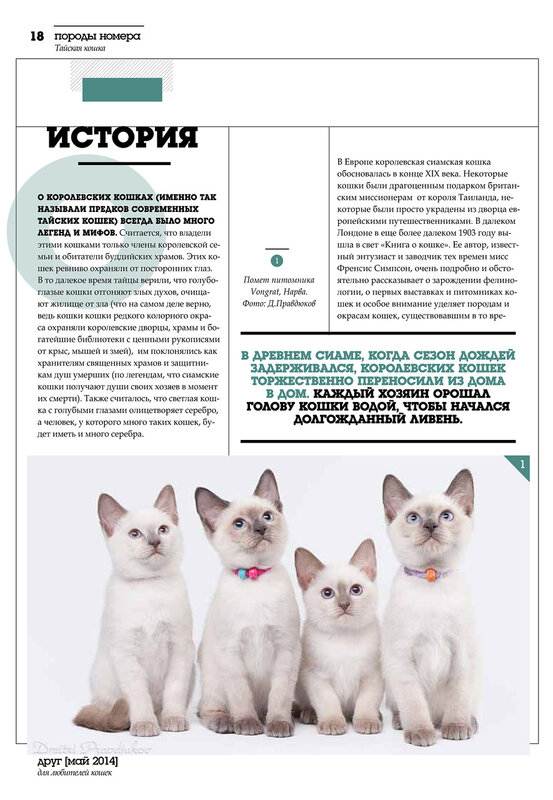 Содержание сиамской кошки | блог ветклиники "беланта"
