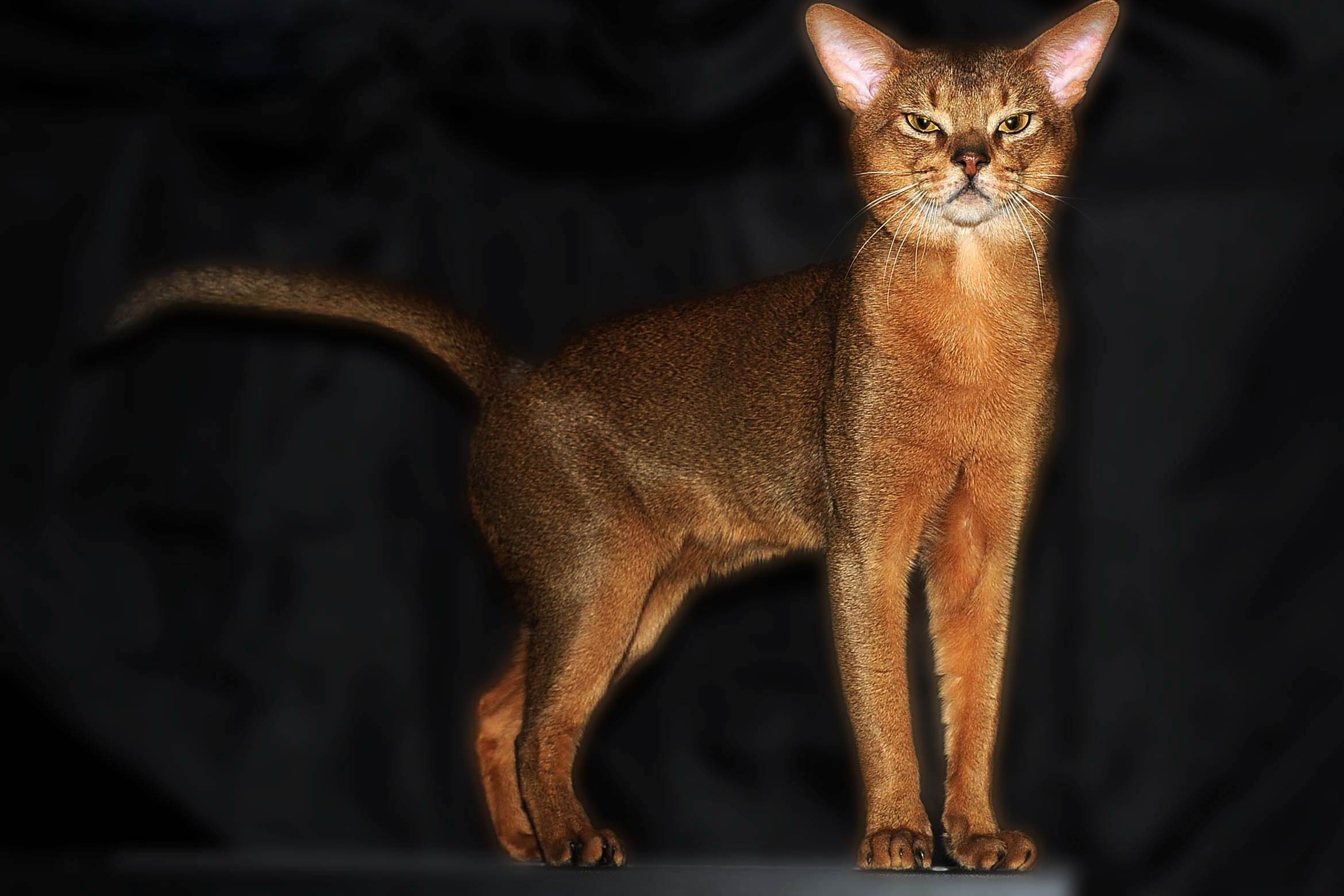 Порода и характер абиссинской кошки: подробное описание животных