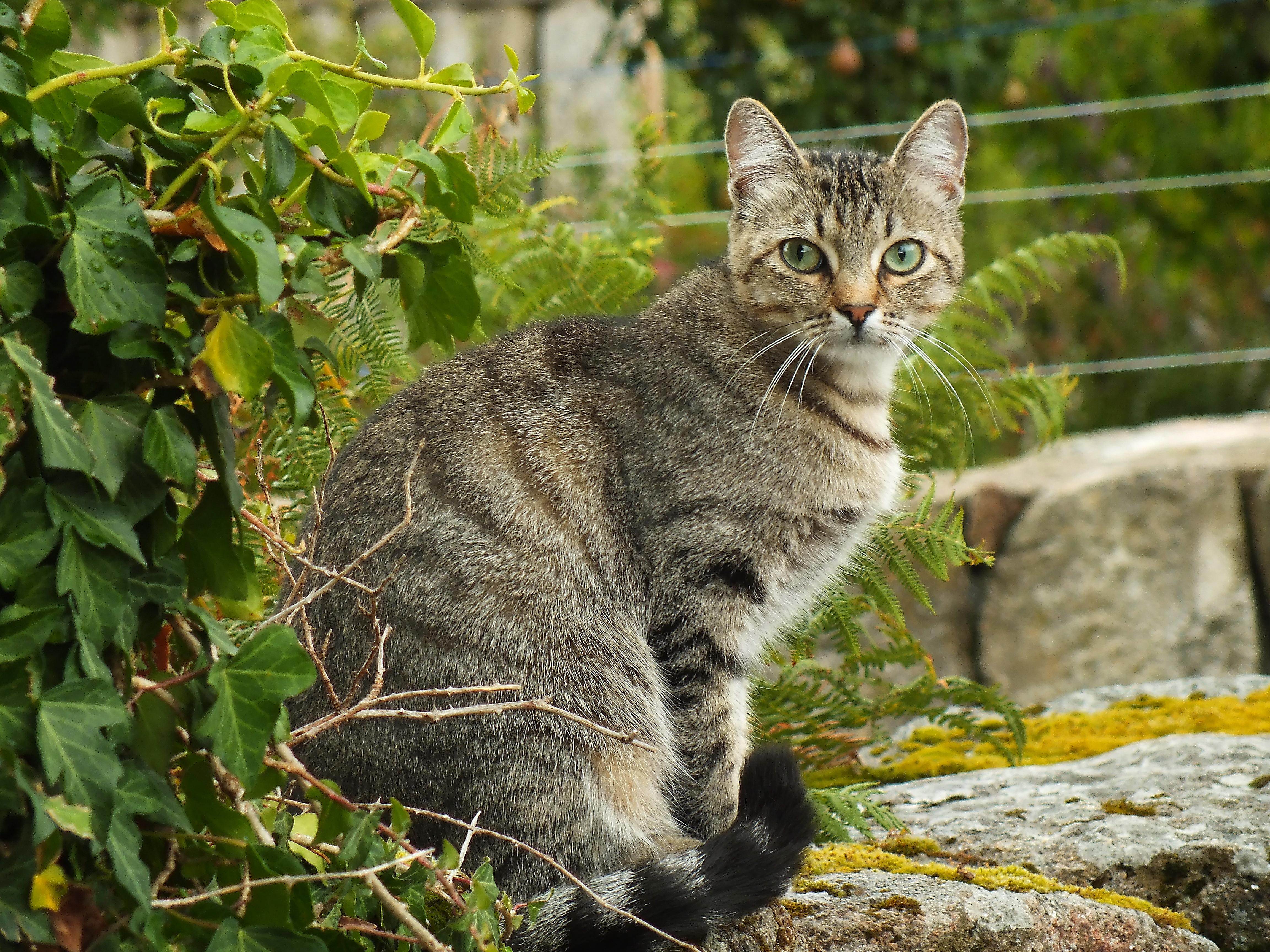 Европейские кошки: описание породы, характер, здоровье