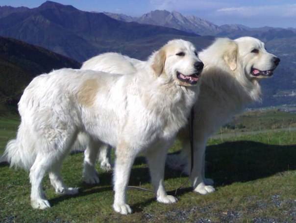 Пиренейская горная собака: описание породы и характера, фото | все о собаках