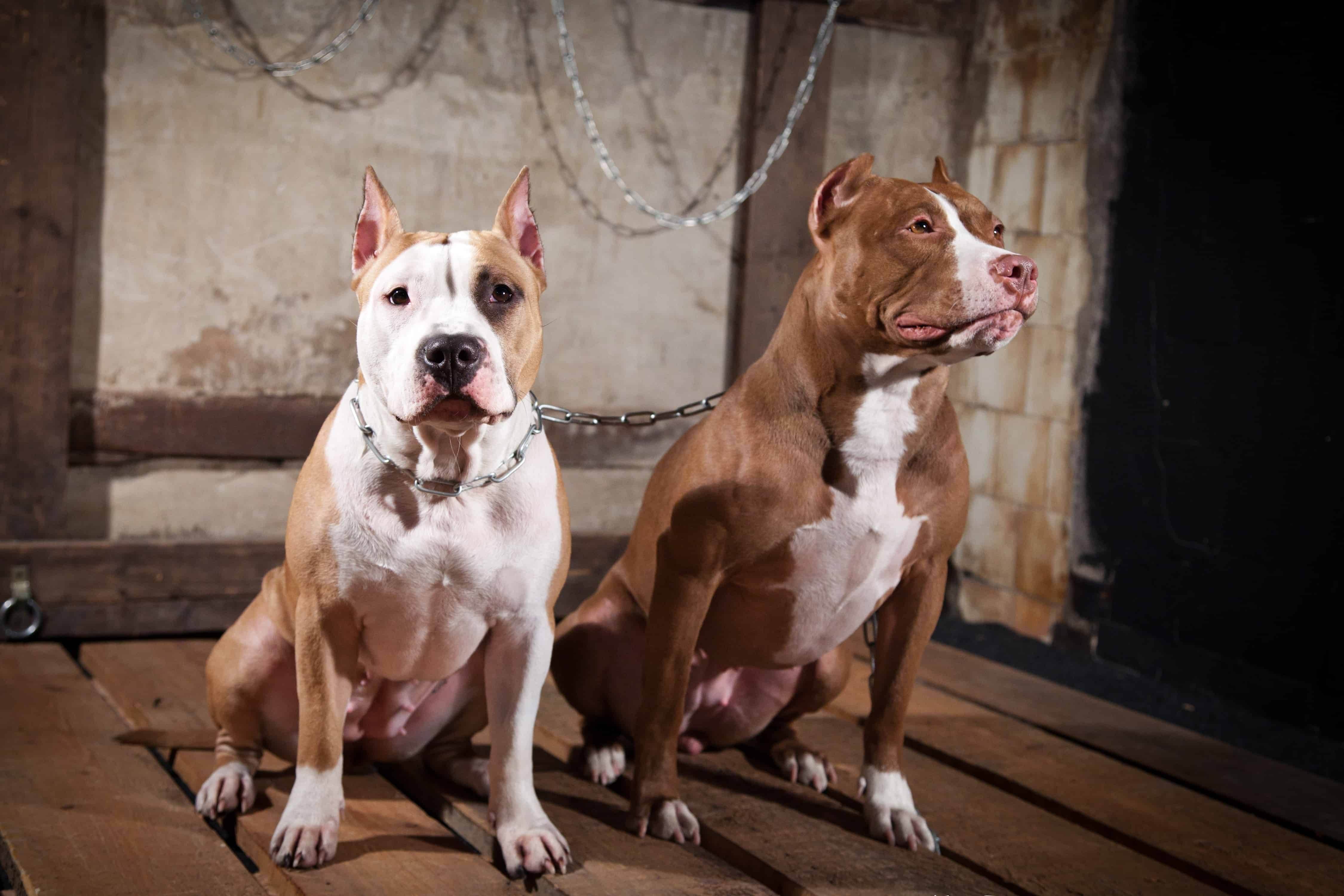 Бойцовские породы собак: обзор, название, описание (+ фото) | ваши питомцы