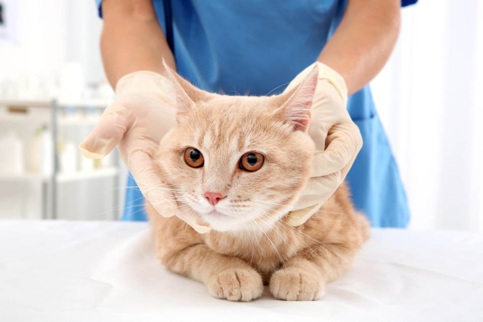 Хроническая почечная недостаточность у кошек: как лечить?