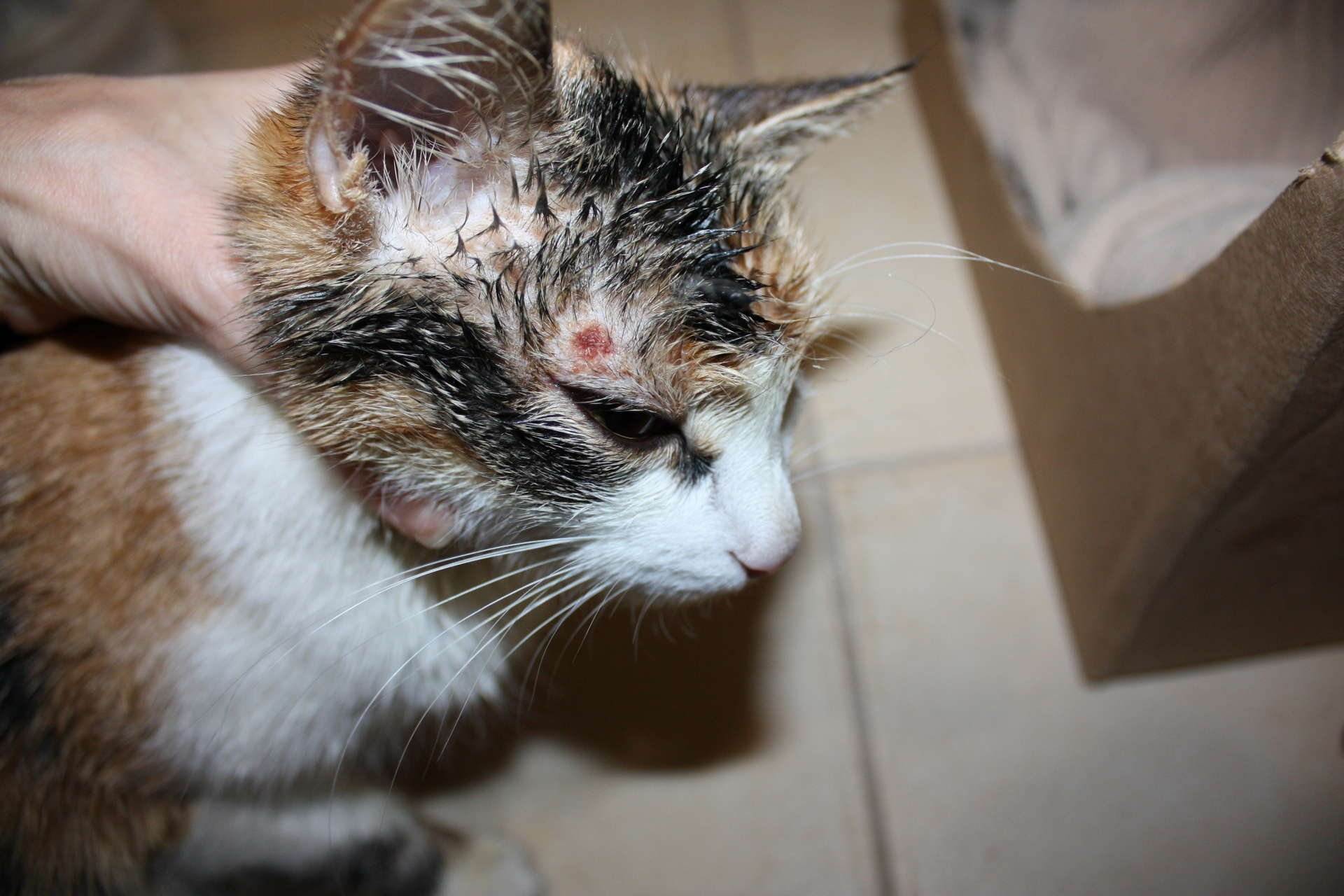 Саркоптоз у кошек —фото симптомов, домашнее лечение