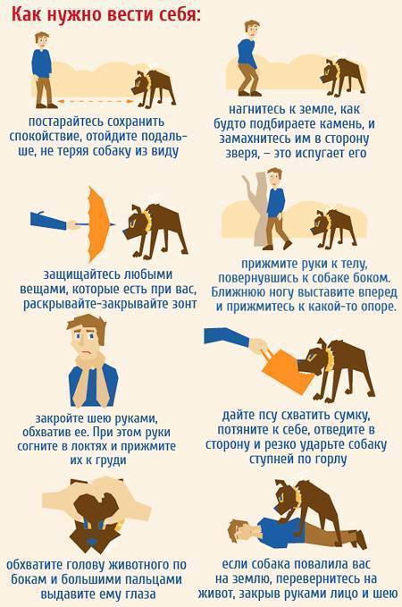 Как защититься от нападения собак / статьи
 / newslab.ru