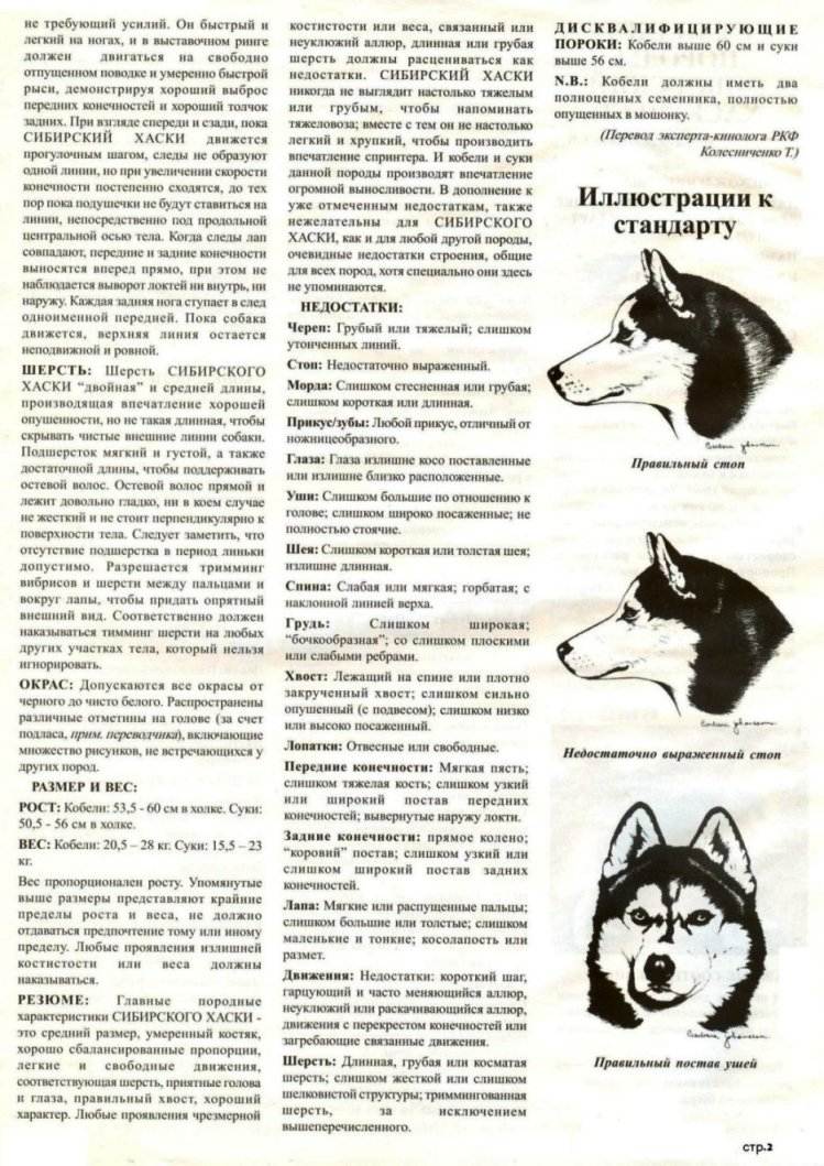 Сибирский хаски: описание породы, характер, чем кормить, стандарты, уход и содержание