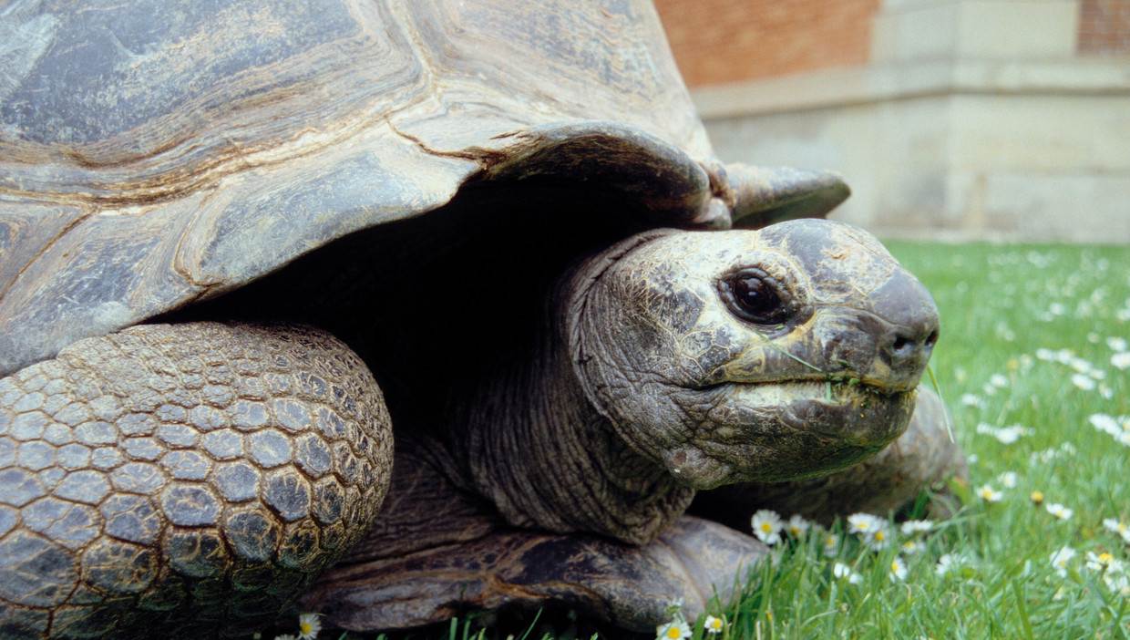 Сколько лет живут черепахи – продолжительность жизни черепах