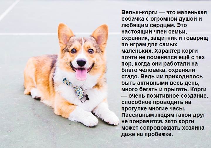 Корги: уход и содержание в квартире