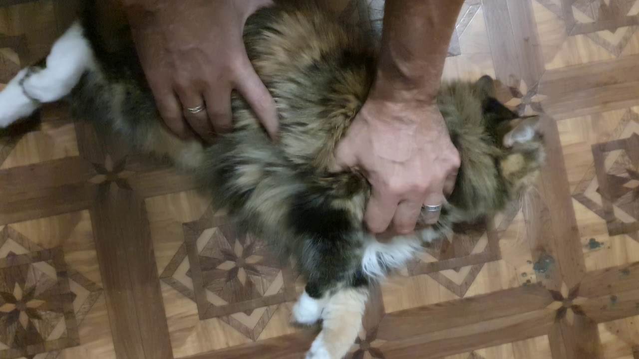 Эпилепсия у кошек