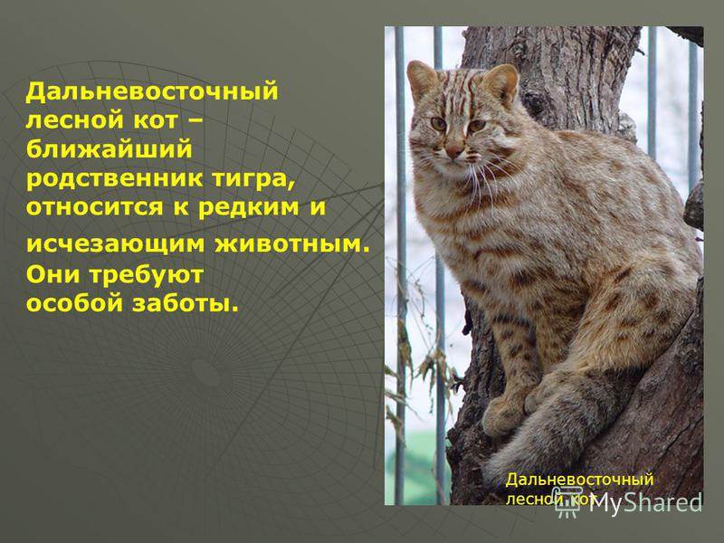 Амурский лесной кот: внешний вид, повадки, среда обитания животного