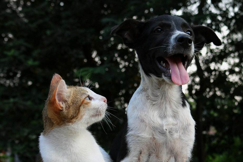 30 советов от ветеринаров, которые должны знать все хозяева домашних питомцев