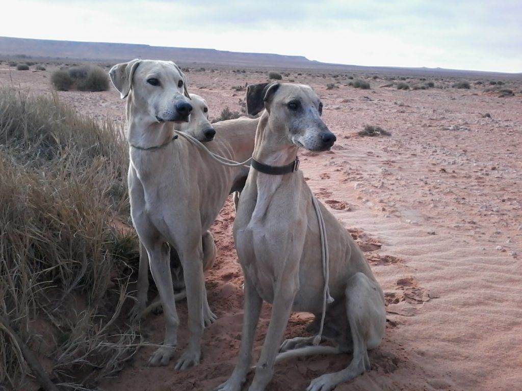 Слюги (арабская борзая): описание породы собак с фото и видео