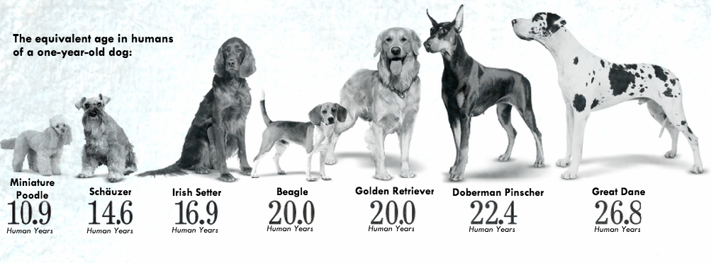 Сколько лет живут собаки: продолжительность жизни по породам