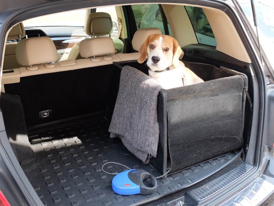 Как перевозить собаку в машине на дальние расстояния без стресса?