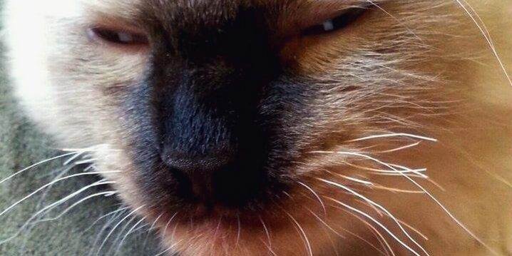 Почему у кошки выпадают усы с корнем — почему у котенка ломаются усики?