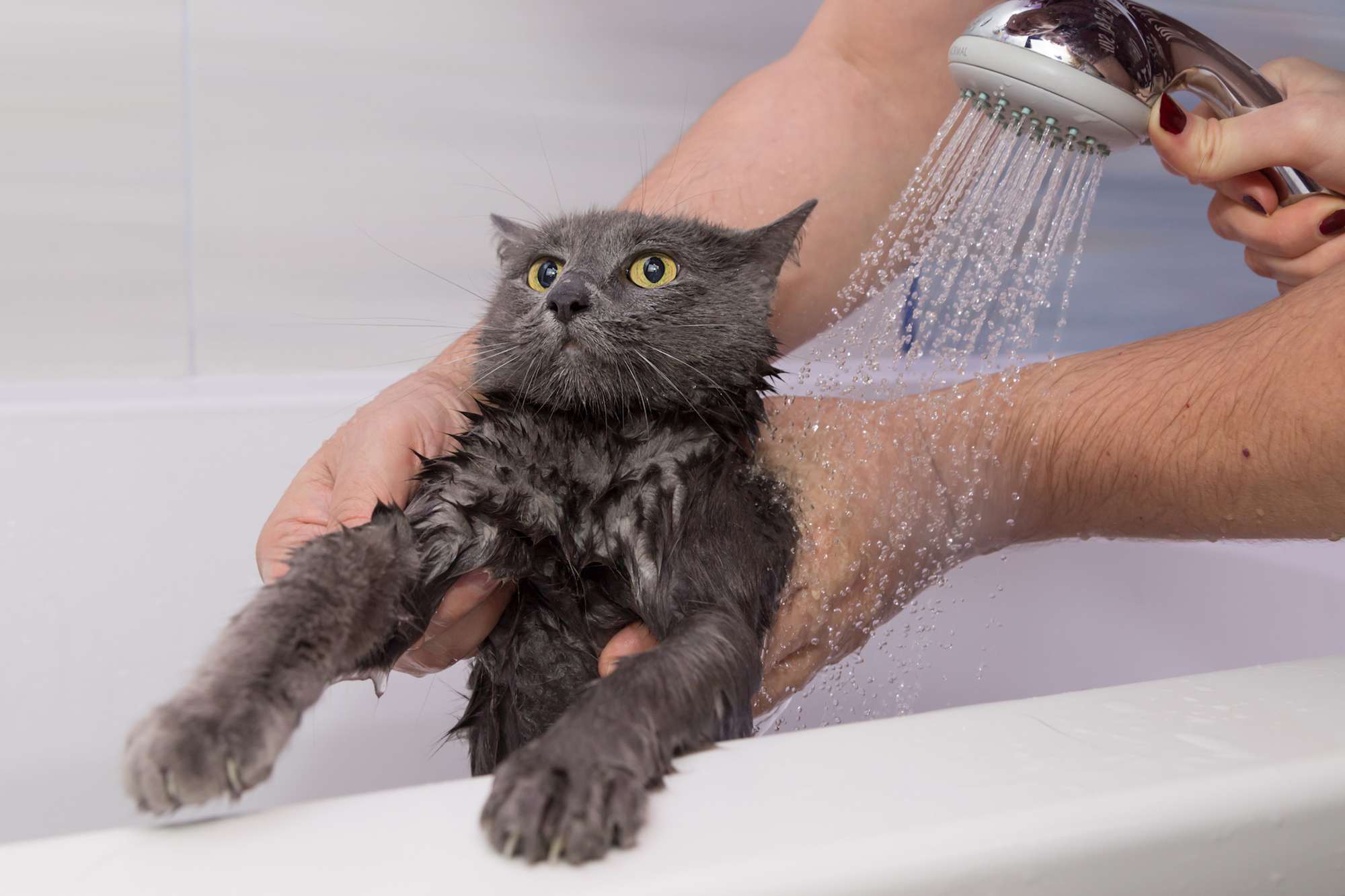 Можно ли купать кошек и как часто это делать - домашние кошки