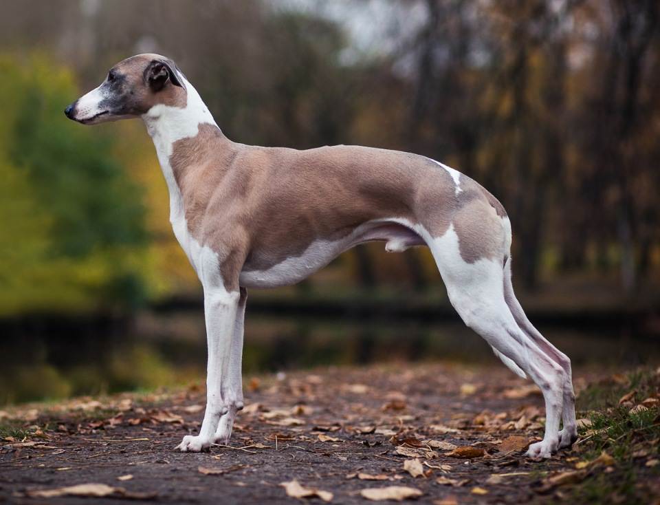Собака породы грейхаунд: особенности и основные характеристики, основы воспитания и содержания