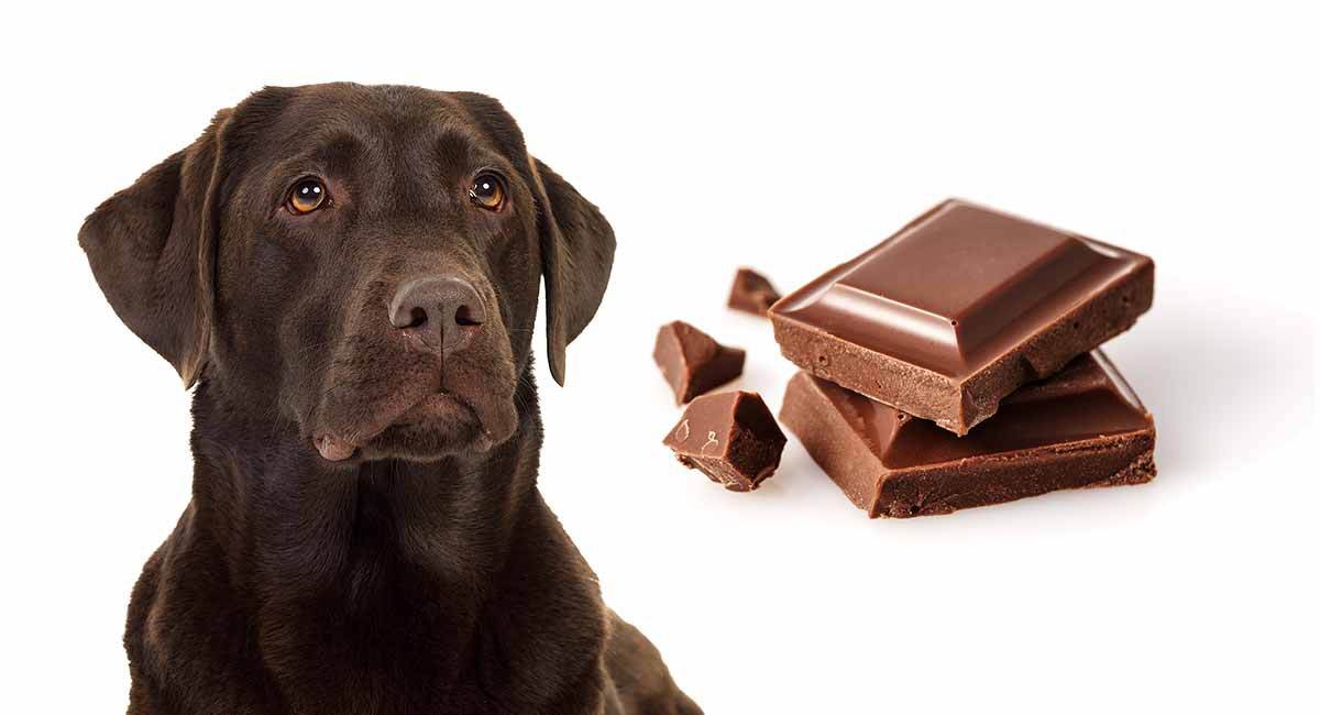 Почему собакам нельзя шоколад: правда ли, что он смертельно опасен для питомцев?