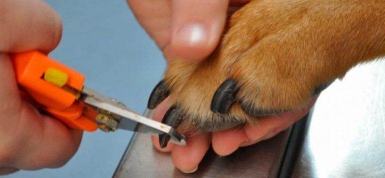 Как подстричь когти собаке: когтерезкой в домашних условиях, как часто это делать