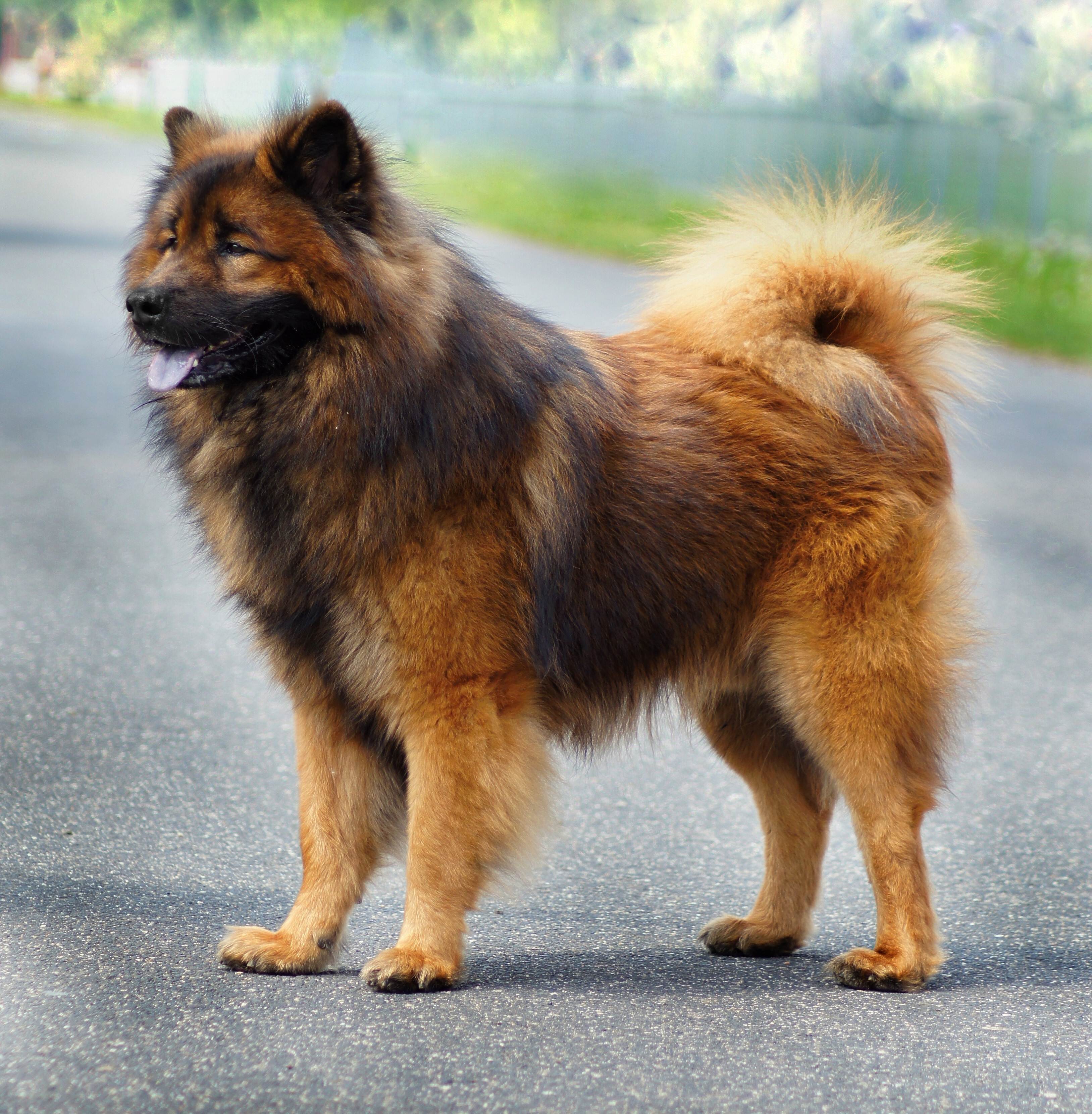 Померанский шпиц: описание породы, характер и стандарт питомцев, а также плюсы и минусы собак и особенности воспитания