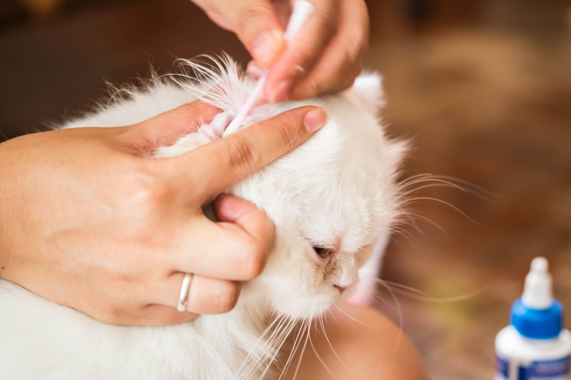 Как правильно чистить уши коту