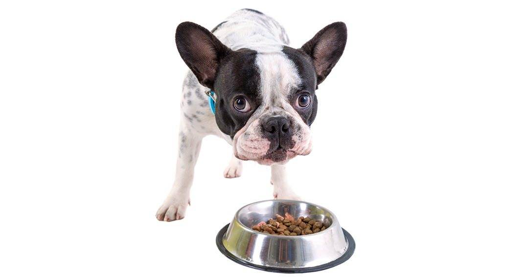 Чем кормить щенка французского бульдога, подходящие сухие корма, режим кормления
