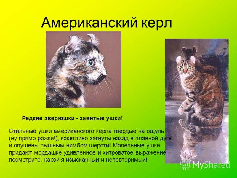 Нибелунг: описание породы кошек и характера, уход, фото