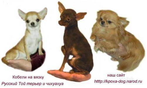ᐉ той терьер и чихуахуа: отличия, кто из них лучше и чем, сравнение внешнего вида и правил ухода - kcc-zoo.ru