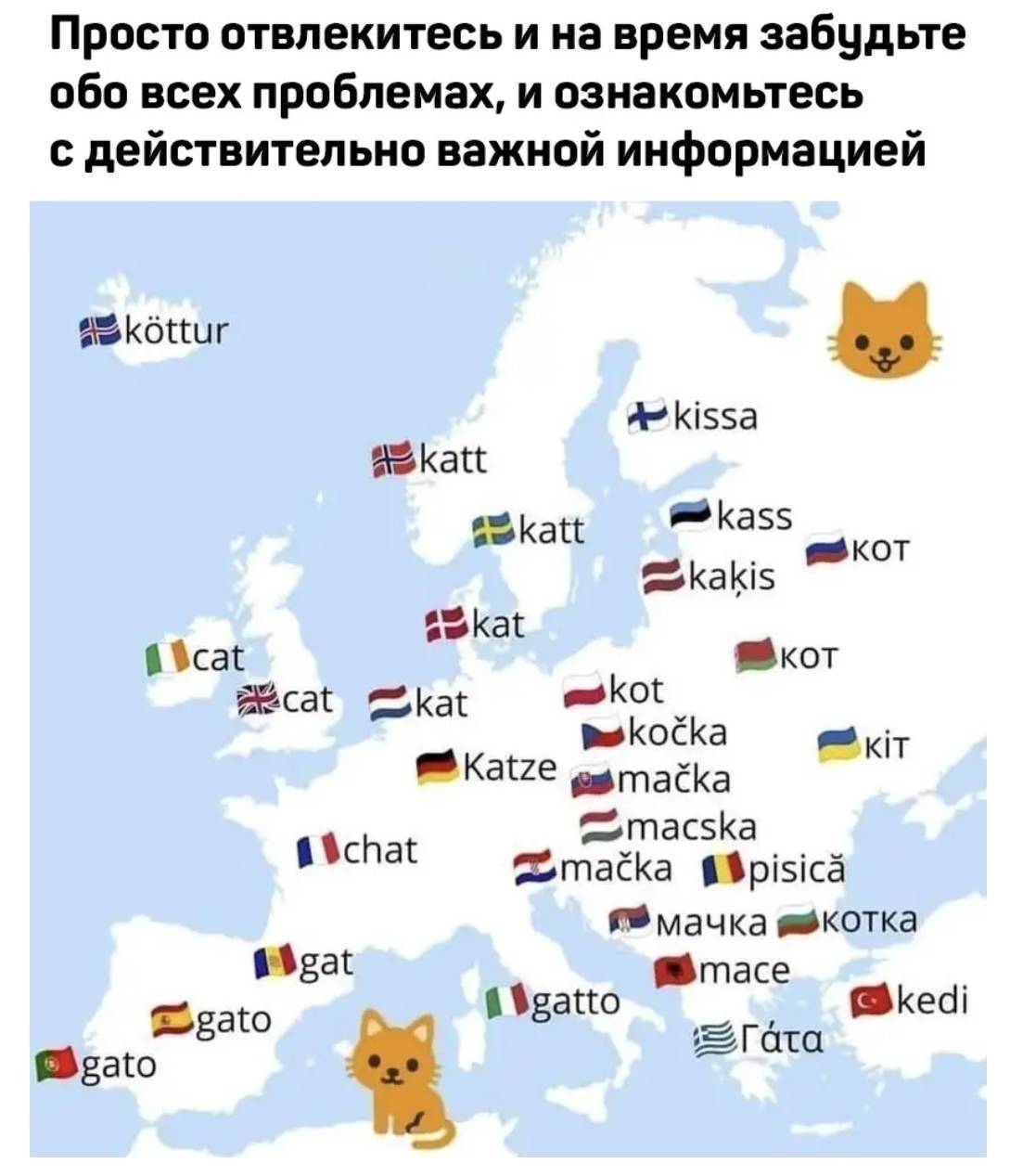 Как мяукают кошки в разных странах: различия и особенности