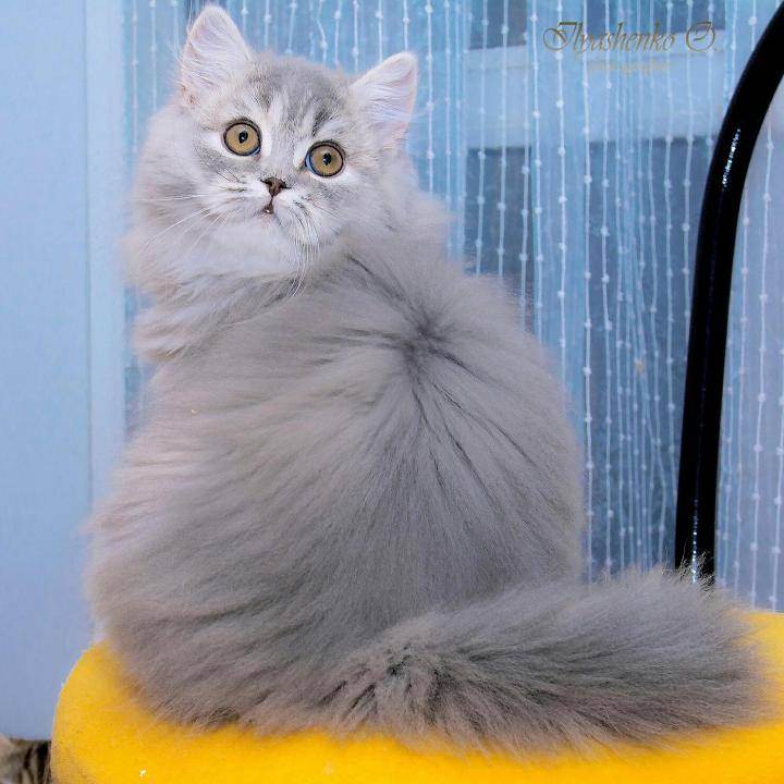 Топ 6 пород кошек с серым или голубым окрасом шерсти — названия, описание и фото