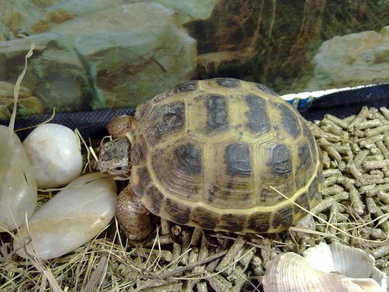 Как ухаживать за сухопутной черепахой