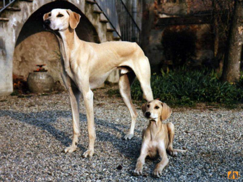 Слюги (арабская борзая) — фото, описание породы собак, отзывы