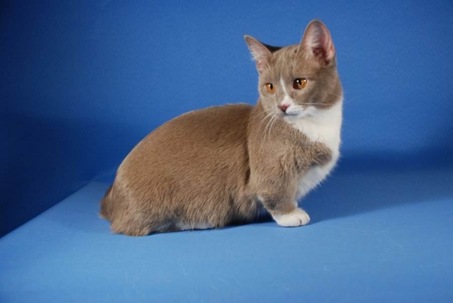 Манчкин — кошка с короткими лапами