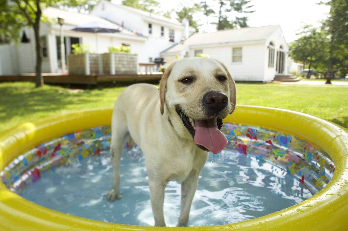 Как охладить собаку в сильную жару | как помочь в жаркую погоду