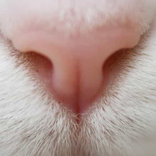 Почему у кошки может быть сухой и теплый нос