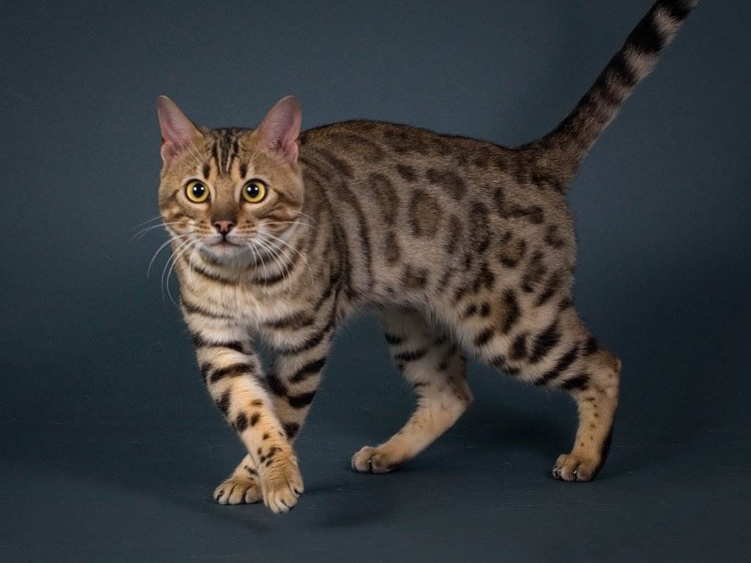 Американский бобтейл: редкая порода короткохвостых кошек из сша - мир кошек