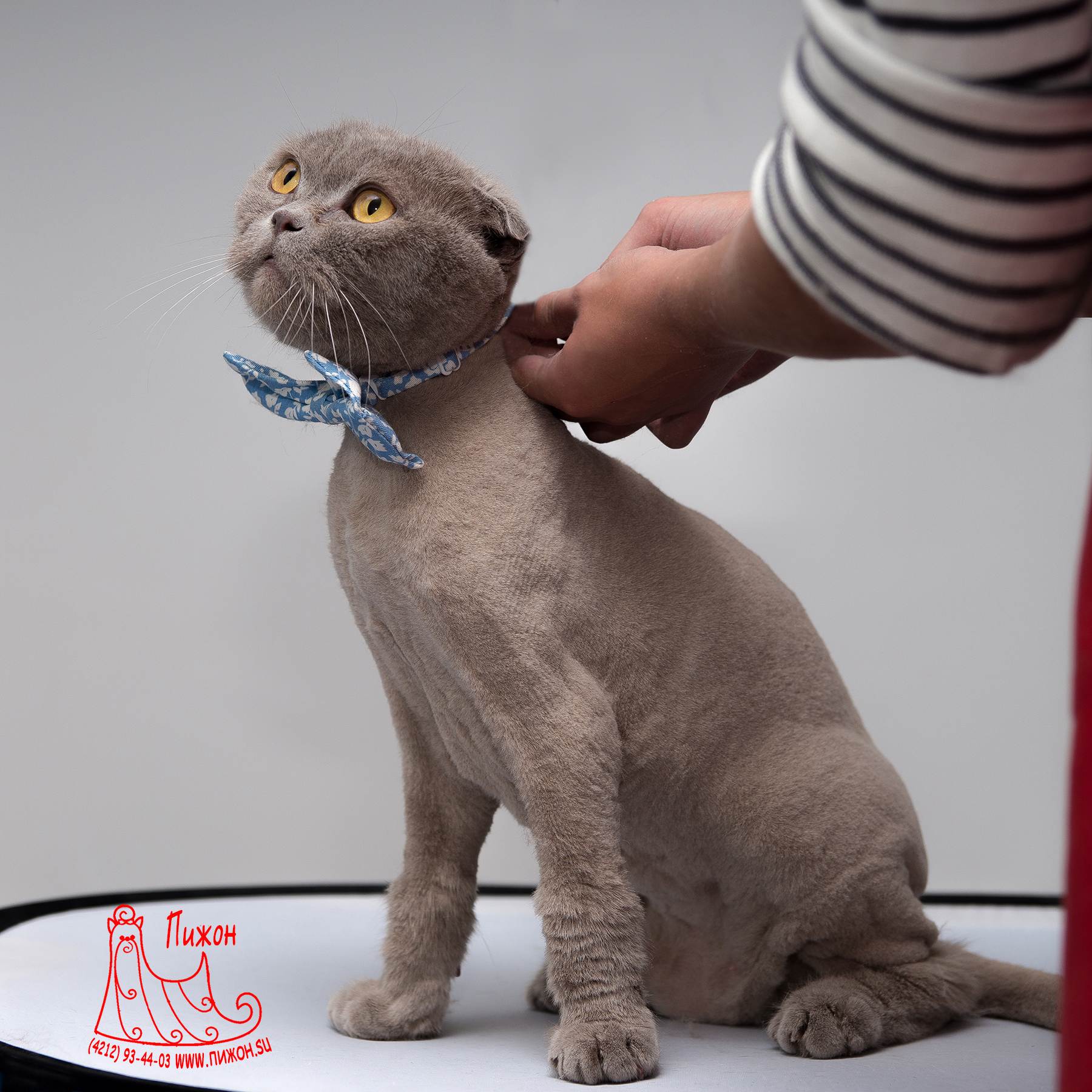 Как подстричь и побрить кота: полная инструкция
