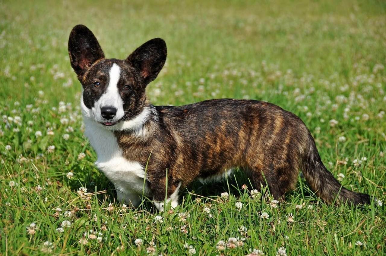 Вельш-корги: описание породы собак