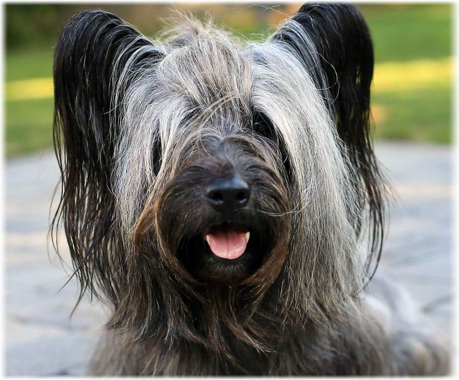 Терьеры – все породы собак (более 50 видов) с описанием, фото, характеристиками